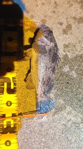 クロソイの釣果