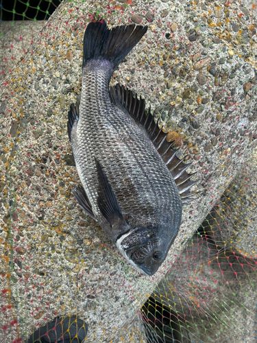 クロダイの釣果