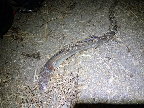 マアナゴの釣果