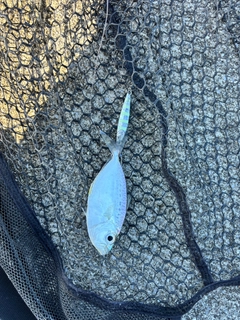 コバンヒイラギの釣果