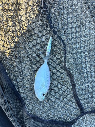 コバンヒイラギの釣果