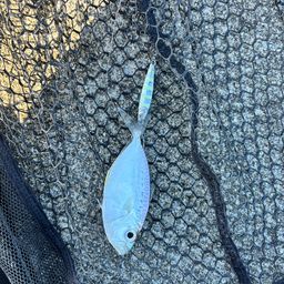 コバンヒイラギ