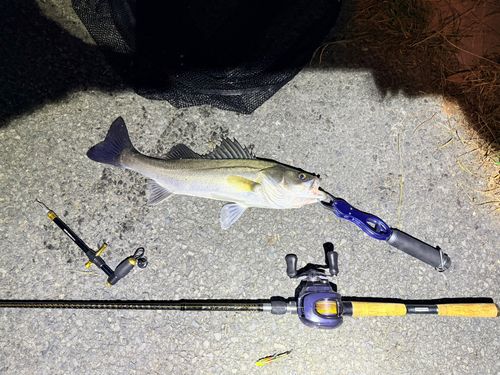 シーバスの釣果