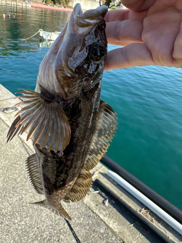 アイナメの釣果