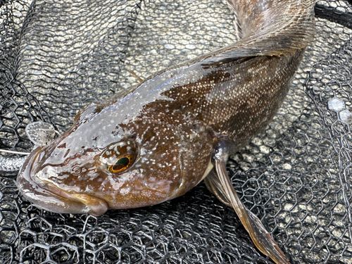 アイナメの釣果