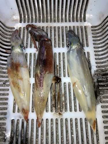 イカの釣果