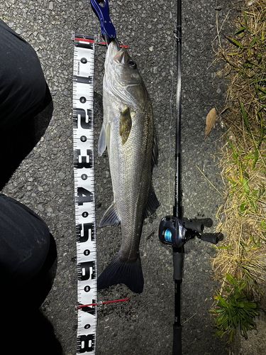シーバスの釣果