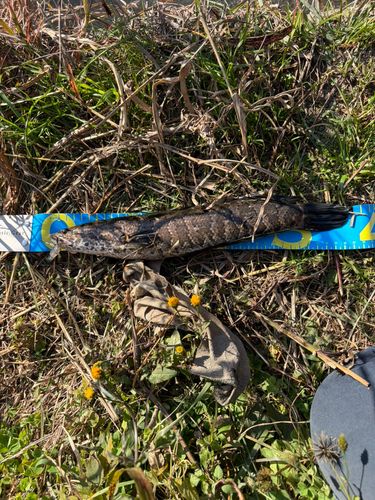 ライギョの釣果