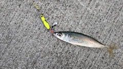 サバの釣果