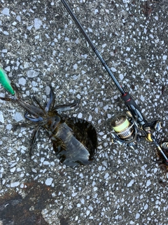 イカの釣果
