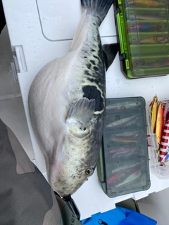 トラフグの釣果