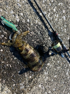 イカの釣果