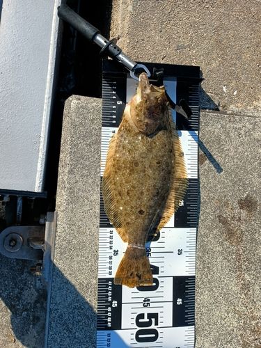 ヒラメの釣果