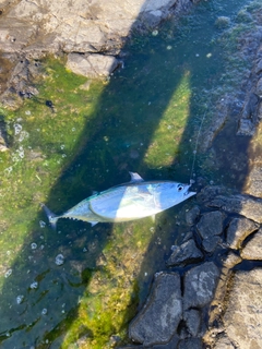 ヒラソウダの釣果