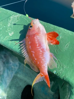 サクラダイの釣果