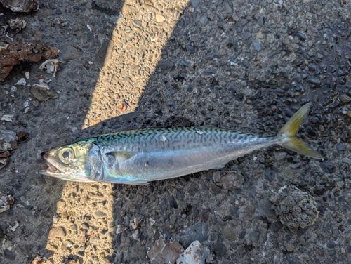 サバの釣果