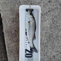 フッコ（ヒラスズキ）