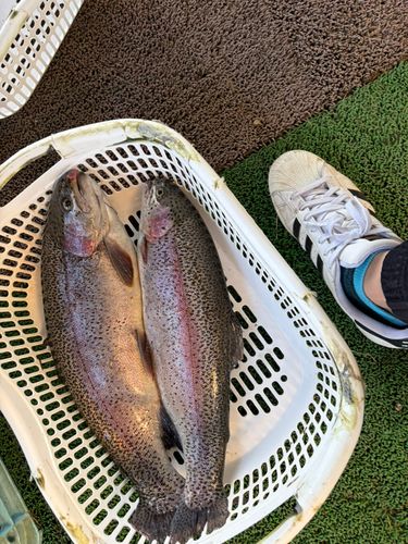 ニジマスの釣果