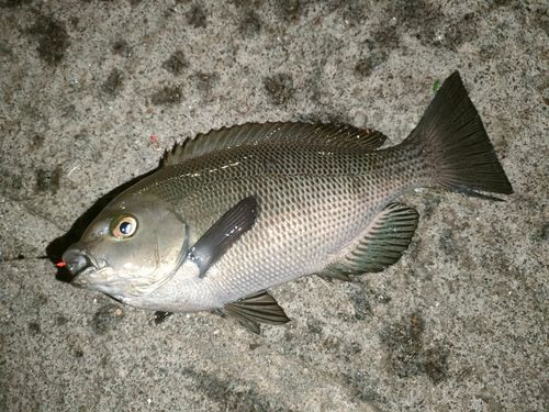 グレの釣果
