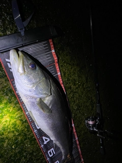 シーバスの釣果