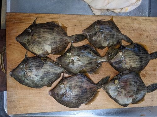 カワハギの釣果