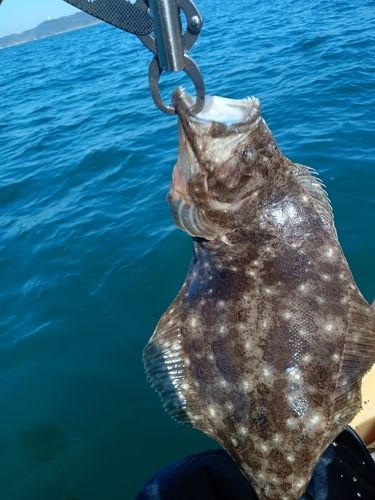 ヒラメの釣果