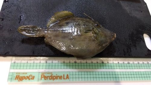 カワハギの釣果