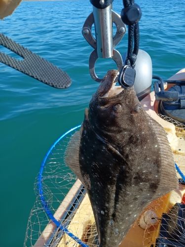 東京湾（富津〜金谷）