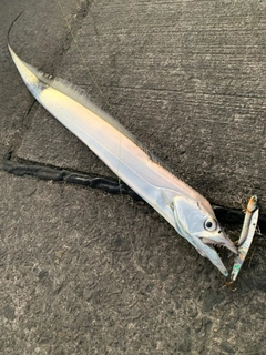 タチウオの釣果