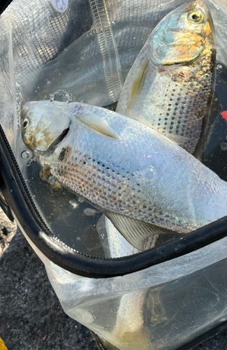 コノシロの釣果