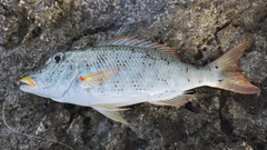 ムネアカクチビの釣果