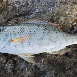 ムネアカクチビ