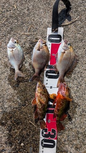 チャリコの釣果