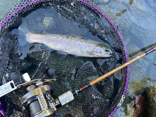 レインボートラウトの釣果