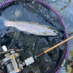 レインボートラウト