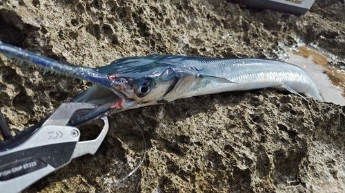 オキザヨリの釣果