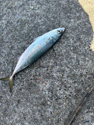 サバの釣果