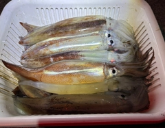 スルメイカの釣果