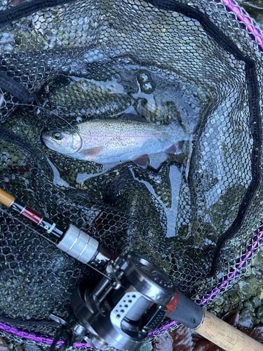 丹沢ヤドリキY.G.L.スポーツフィッシングエリア