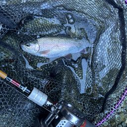 レインボートラウト