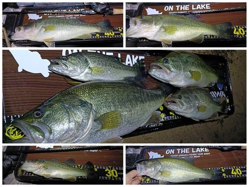 ブラックバスの釣果