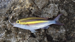 キツネウオの釣果