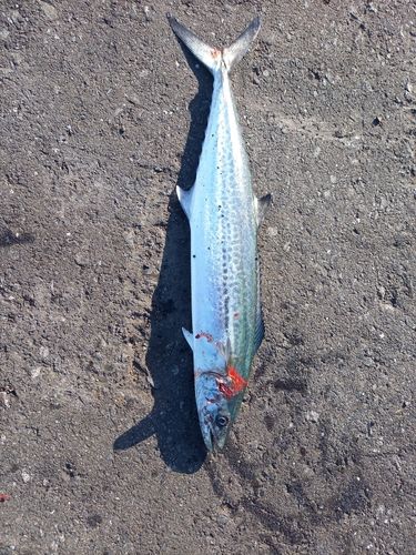 サワラの釣果