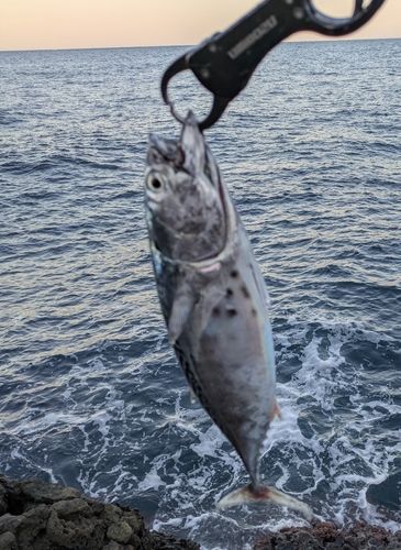 スマガツオの釣果
