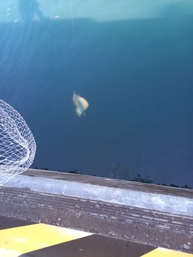 アカエイの釣果