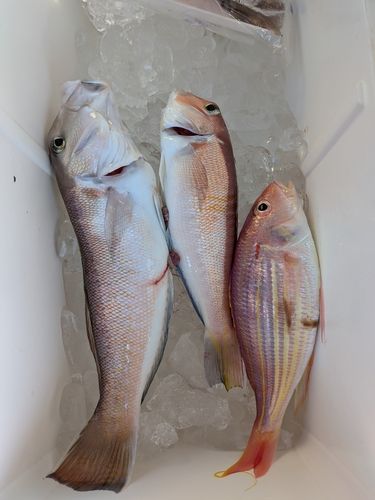 シロアマダイの釣果