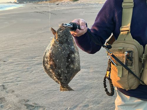 ヒラメの釣果
