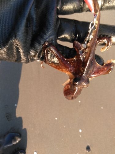 タコの釣果