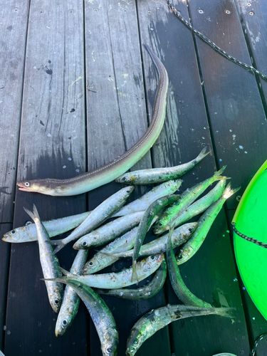 アナゴの釣果