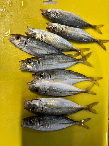 アジの釣果